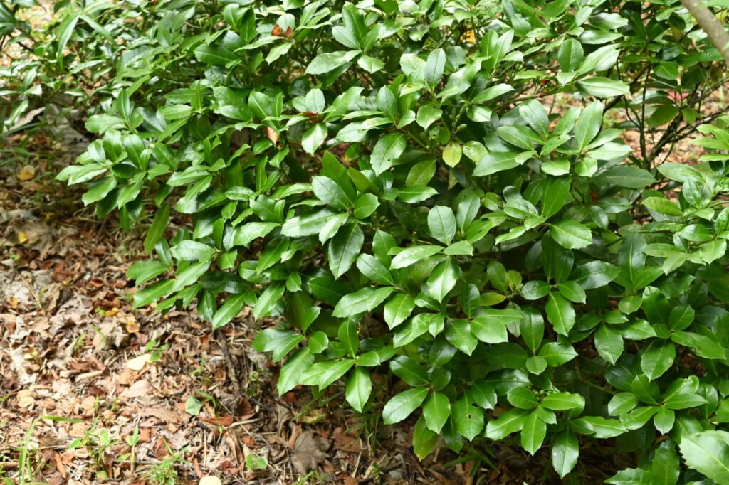 Japanese-Aucuba-Aucuba-japonica