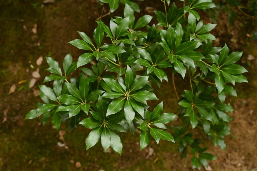 Japanese-Andromeda-Pieris-japonica
