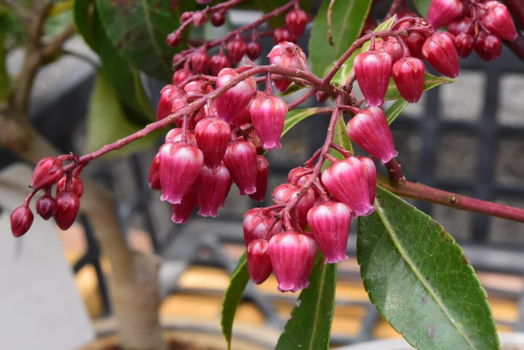 Japanese-Andromeda-Pieris-japonica