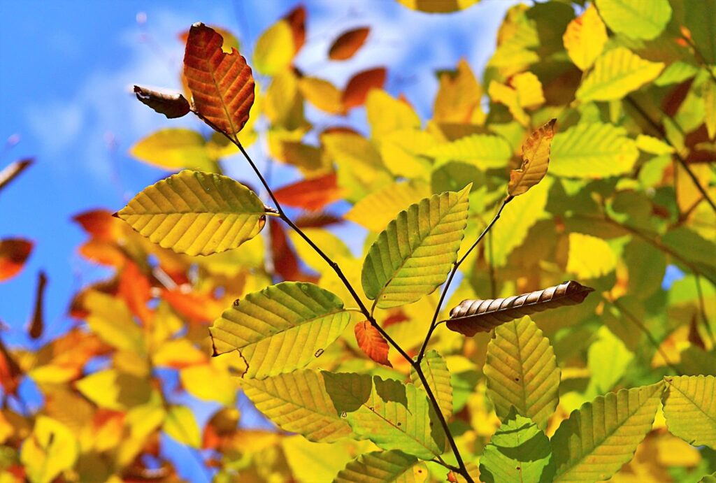 Japanese beech, the foliage turns a beautiful color in autumn.