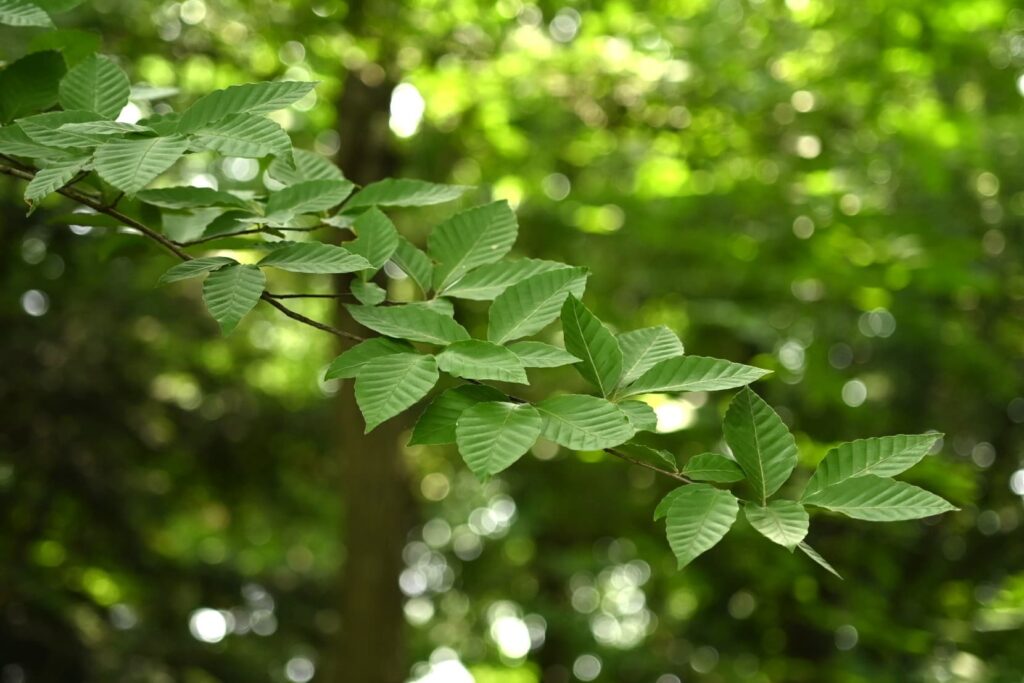 Japanese beech, mature leaves