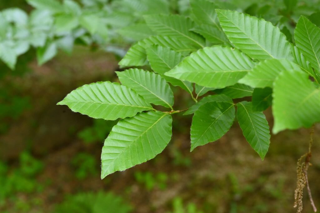 Leaves of Japanese Beech.
