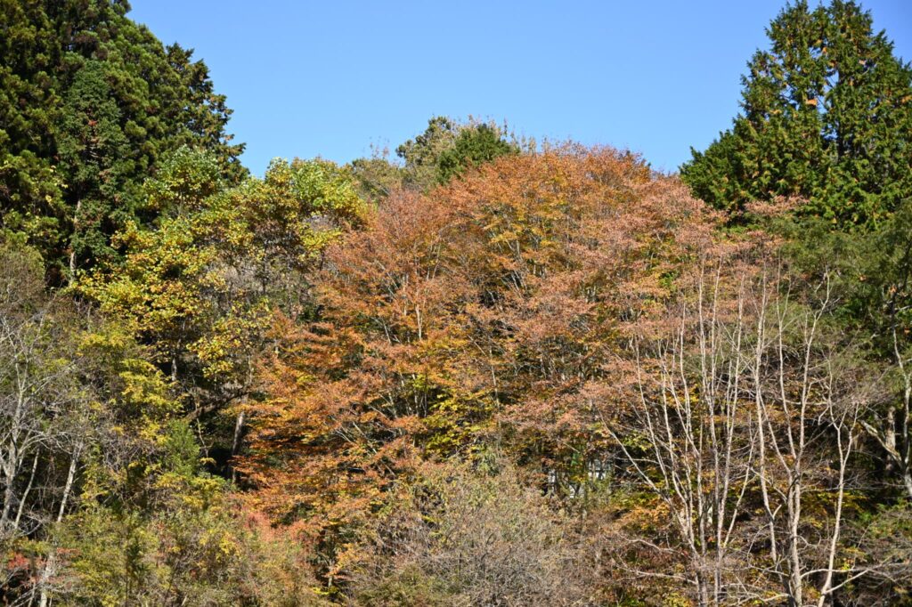 Japanese Beech in late autumn.