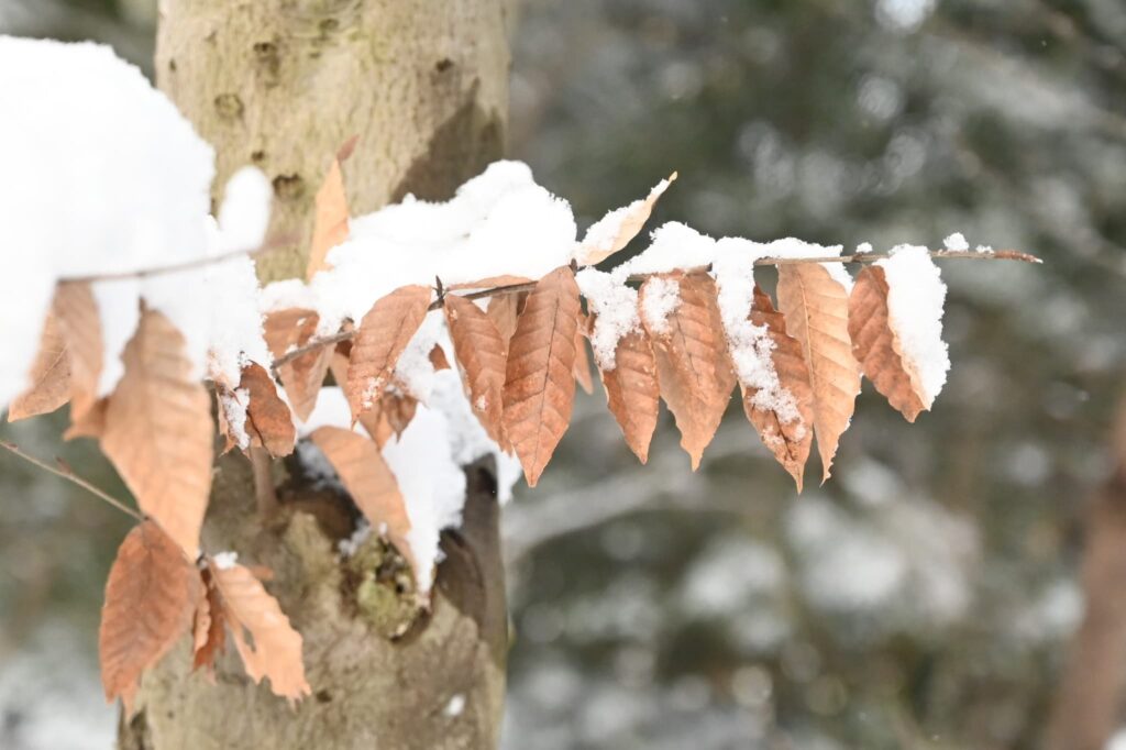 Japanese beech in snow sezson