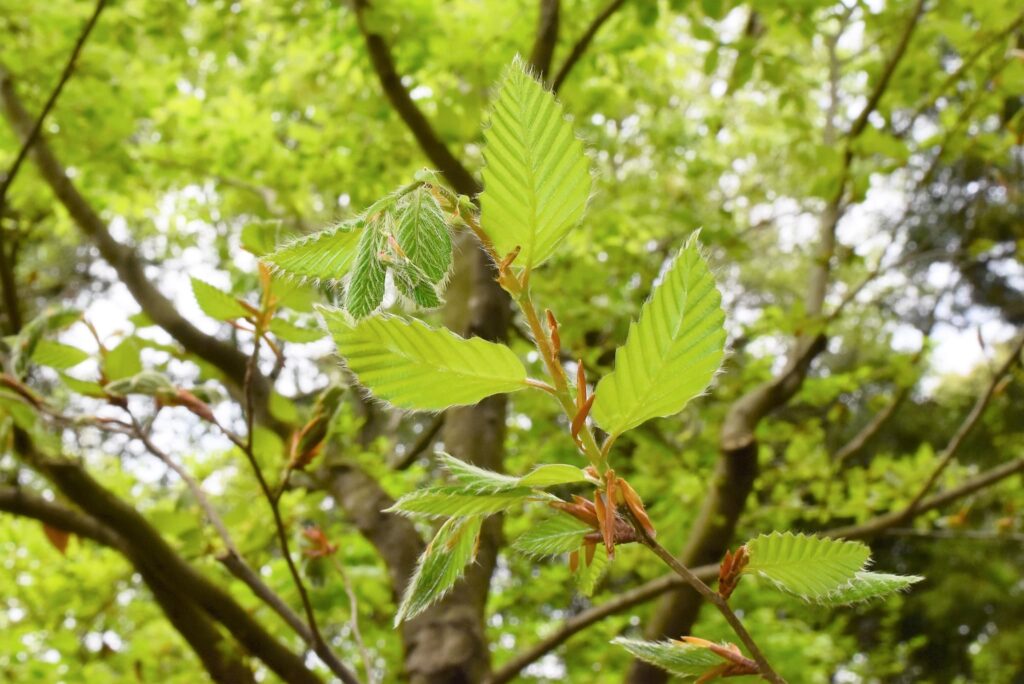 new shoots of Japanese beech, new buds