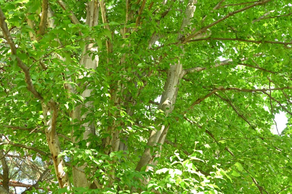 Pruning Japanese Beech.