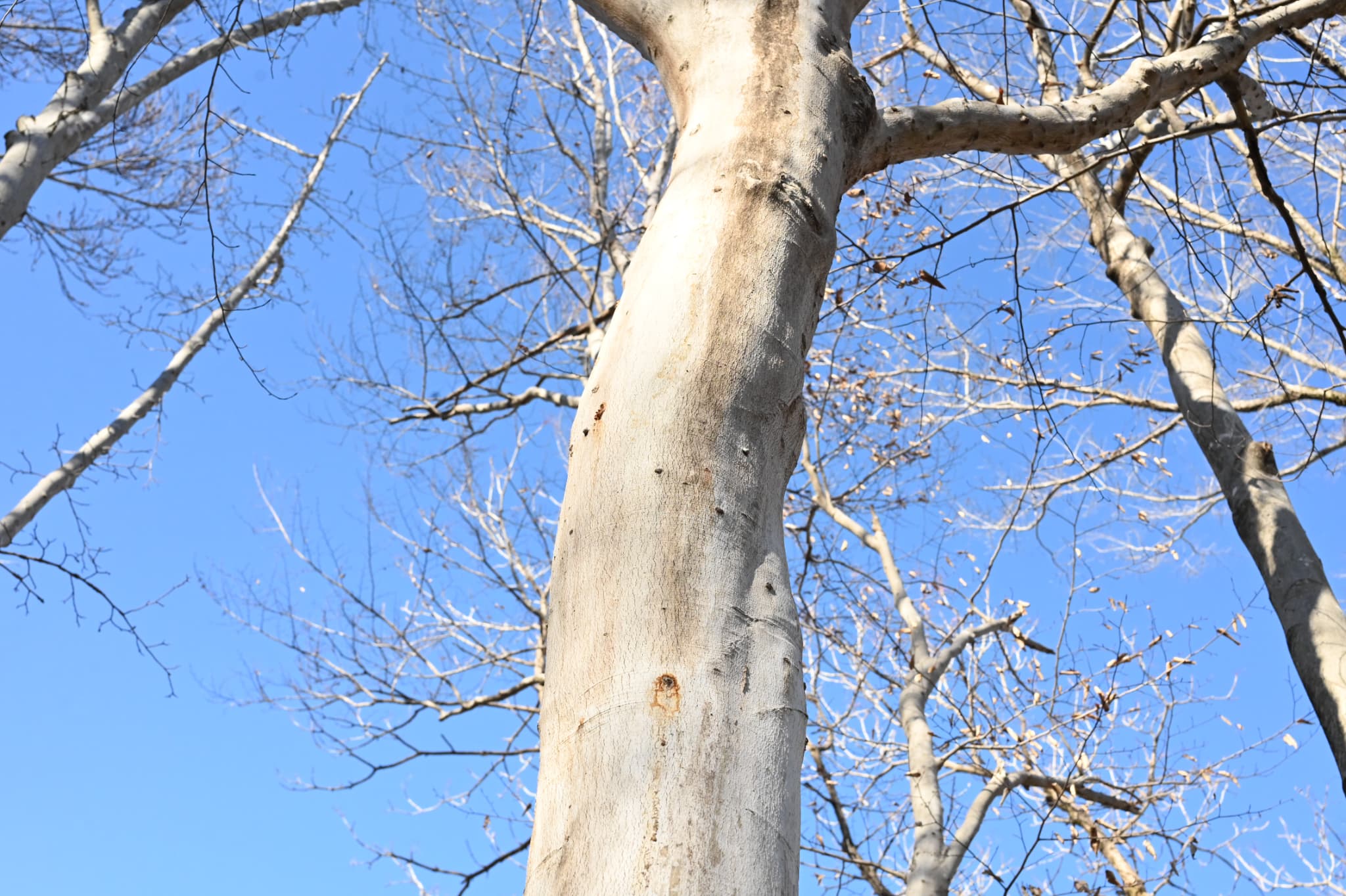 Japanese beech