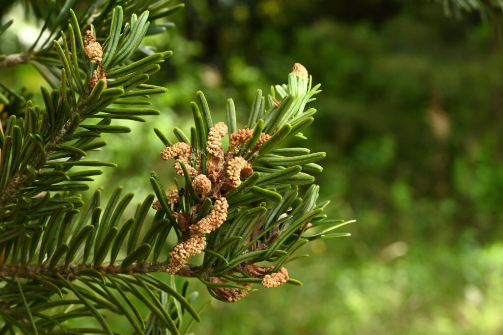 Japanese Fir, tree, Abies firma, Flower