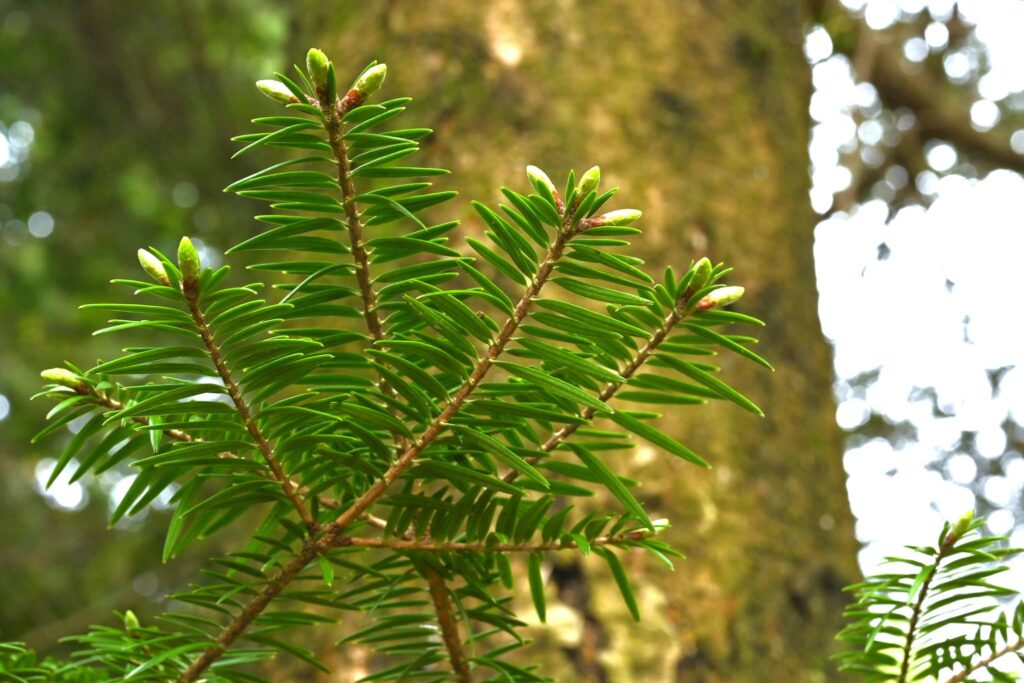 Japanese Fir, tree, Abies firma