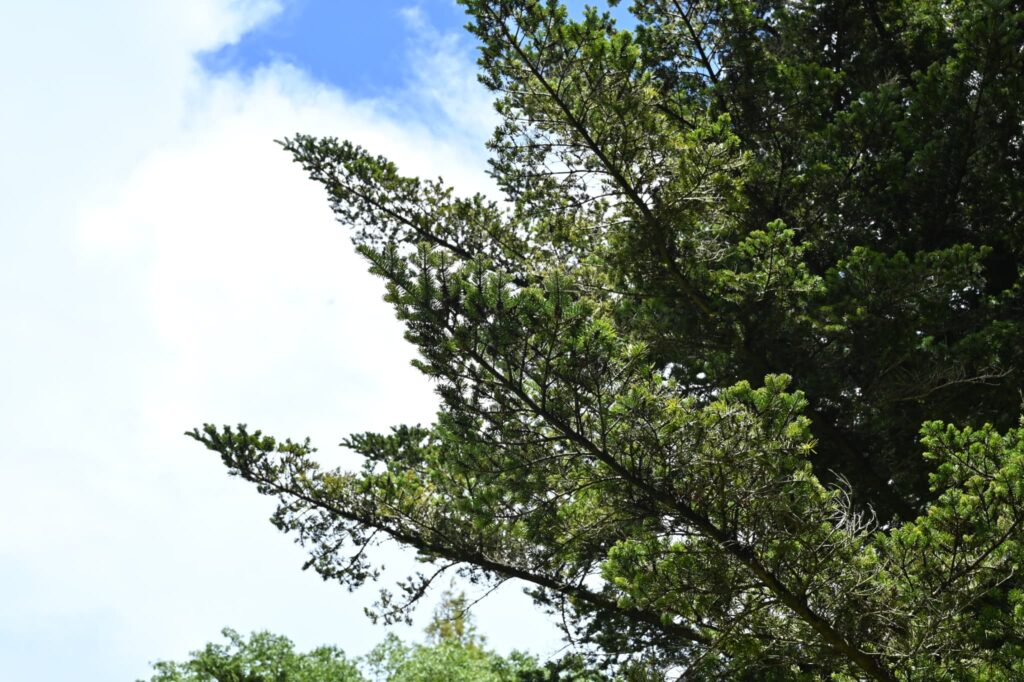 Japanese Fir, tree, Abies firma