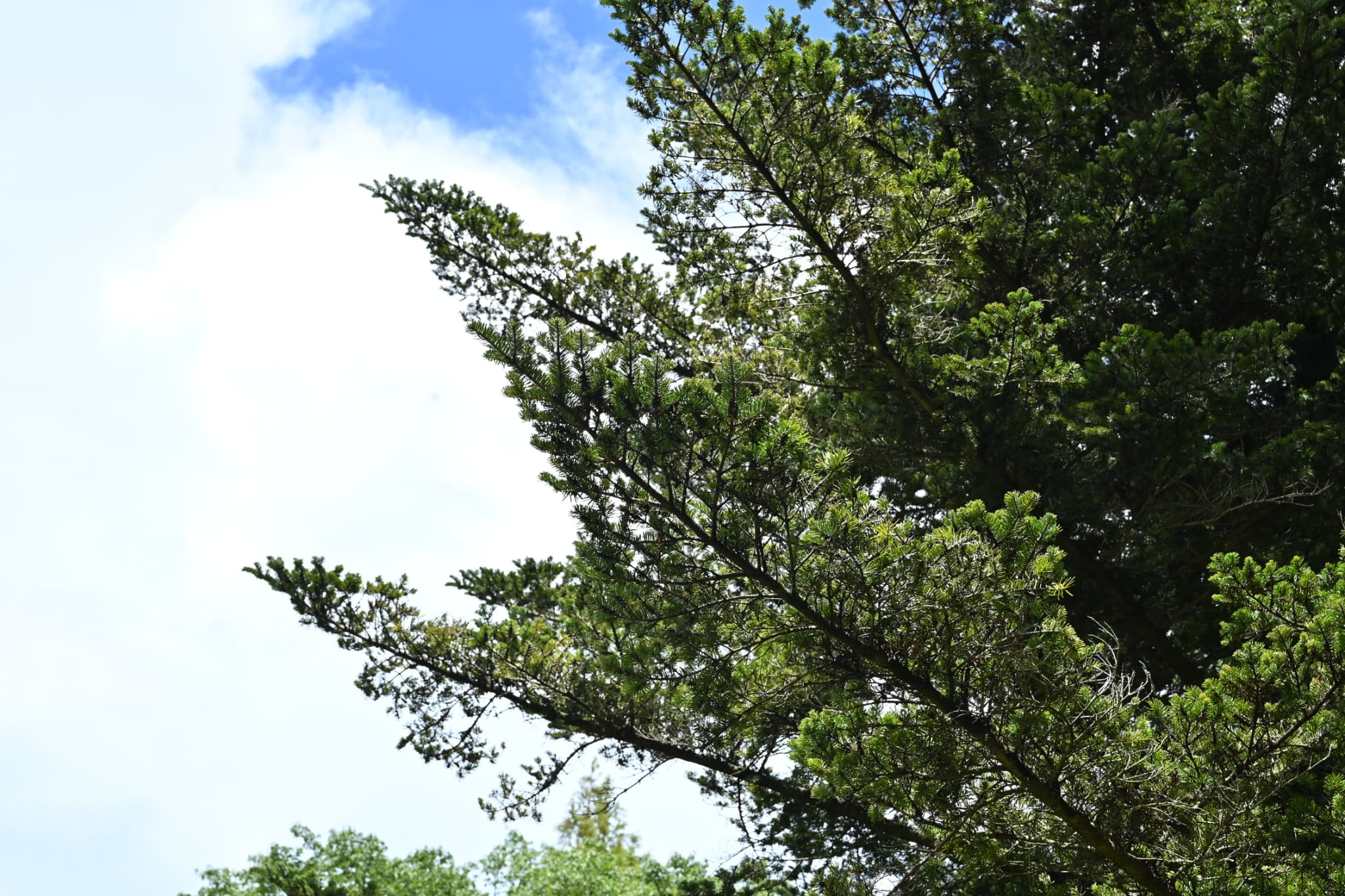 Japanese fir