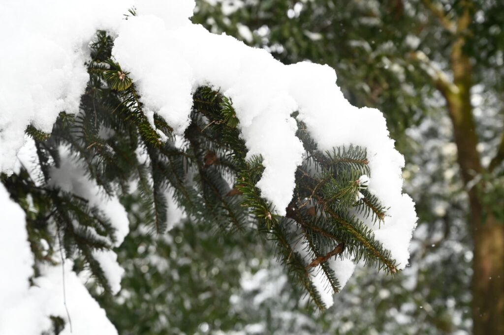Japanese Fir, tree, Abies firma, snow