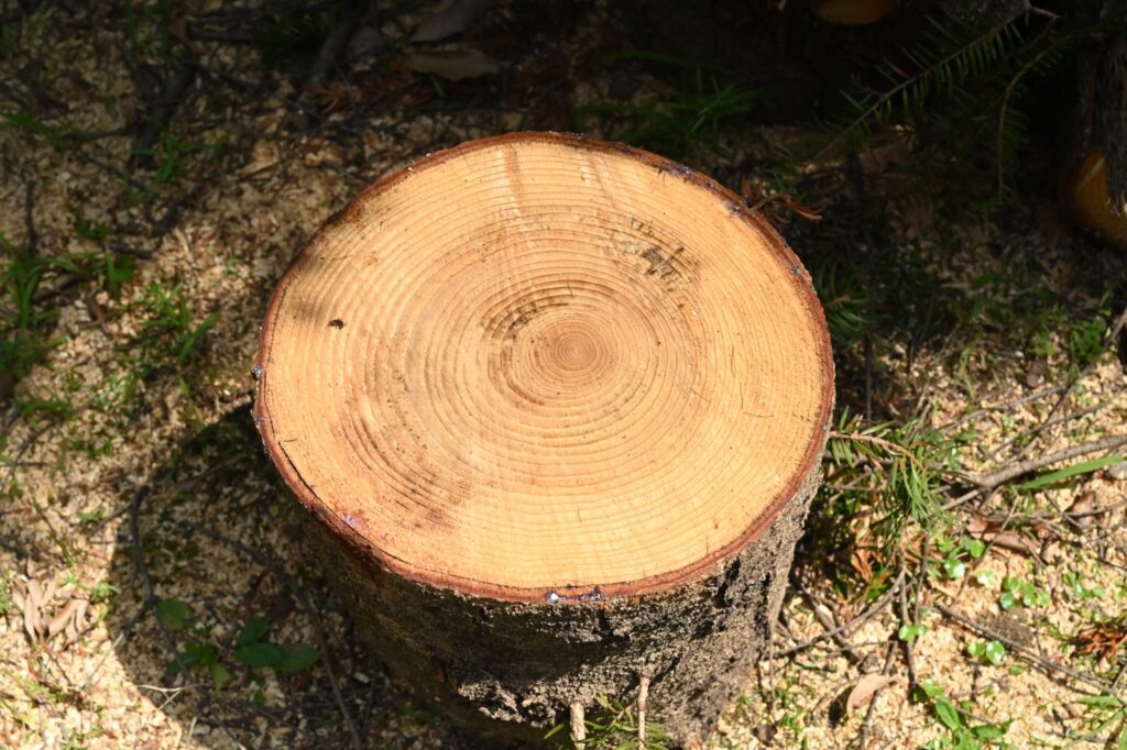 Japanese Fir, tree, Abies firma, trunk