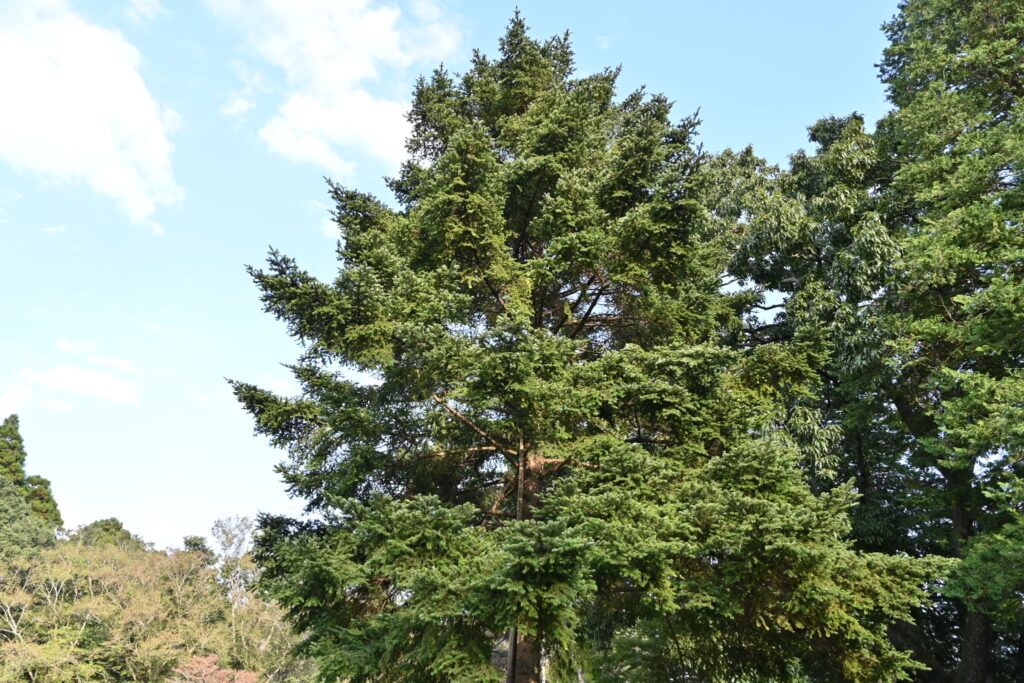Japanese Fir, tree, Abies firma