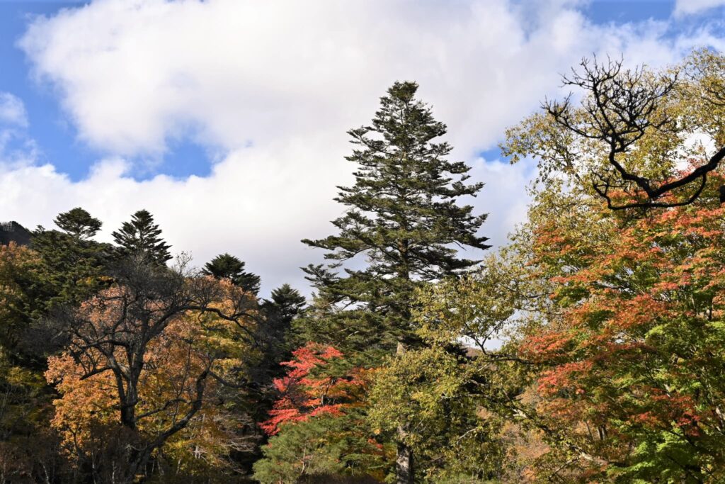 Japanese Fir, tree, Abies firma, Tree form
