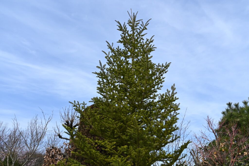 Japanese Fir, tree, Abies firma, Branch