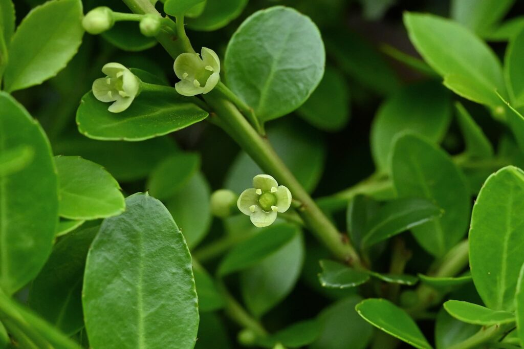 Japanese-Holly-Ilex-crenata