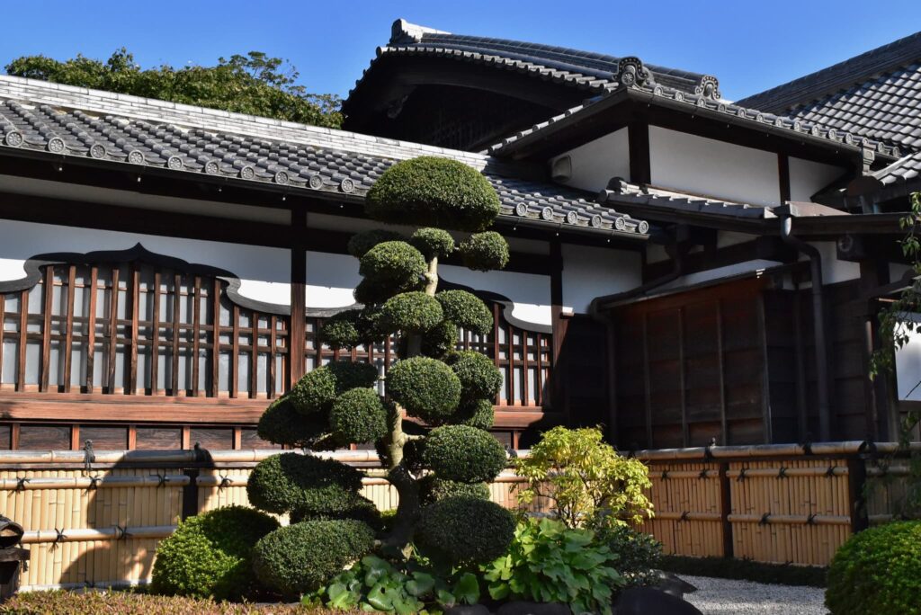 Japanese-Holly-Ilex-crenata