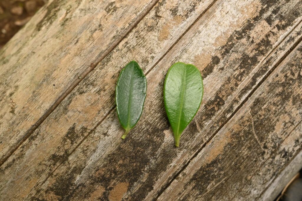 Japanese-Holly-Ilex-crenata