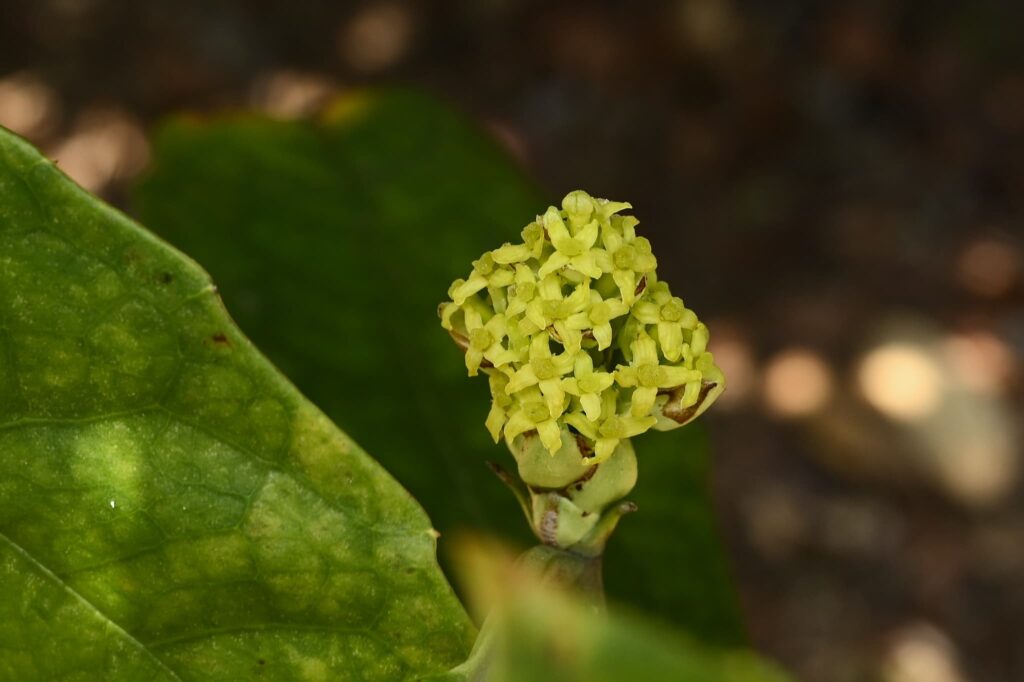 Japanese-Aucuba-Aucuba-japonica