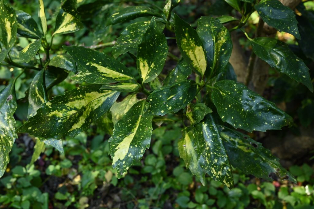 Japanese-Aucuba-Aucuba-japonica