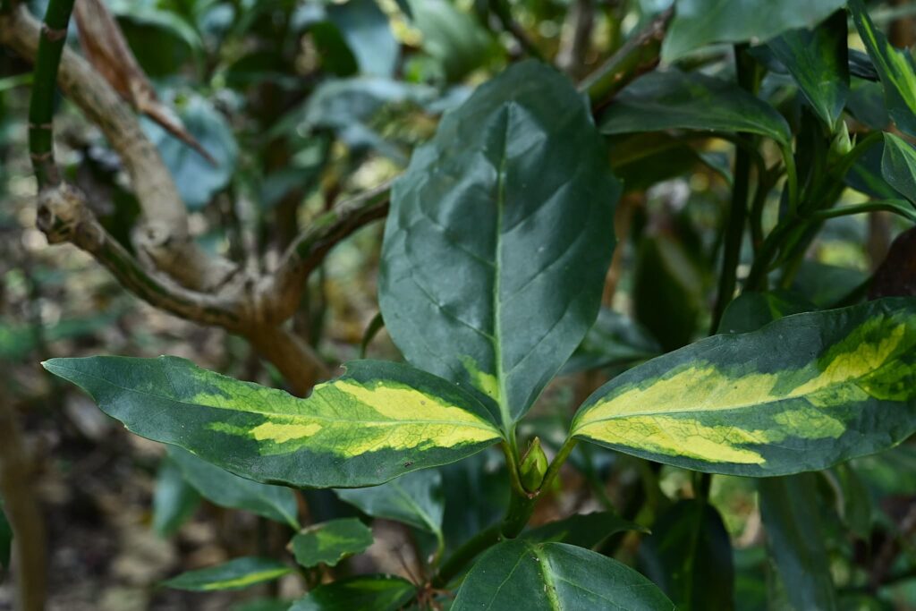 Japanese-Aucuba-Aucuba-japonica