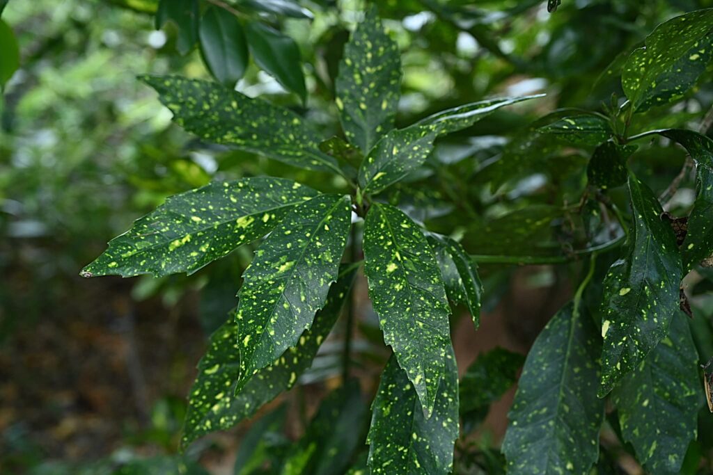 Japanese-Aucuba-Aucuba-japonica