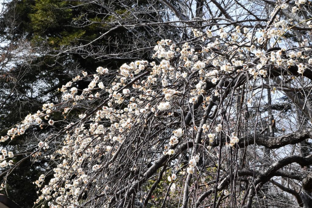 Japanese Plum-Prunus mume,Weeping plum