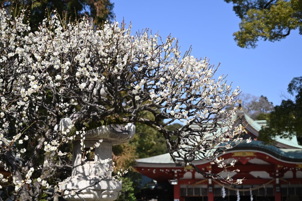 Japanese-Plum-Prunus-mume