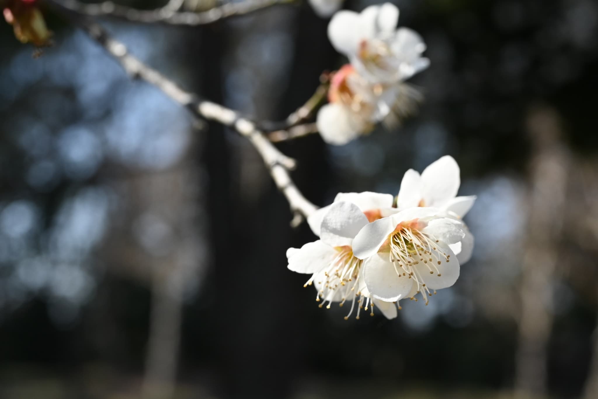 Japanese Plum