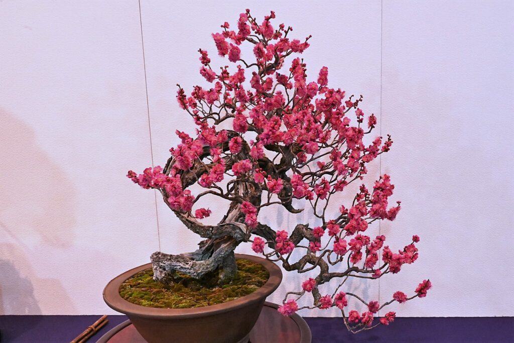 Japanese Plum-Prunus mume,Bonsai