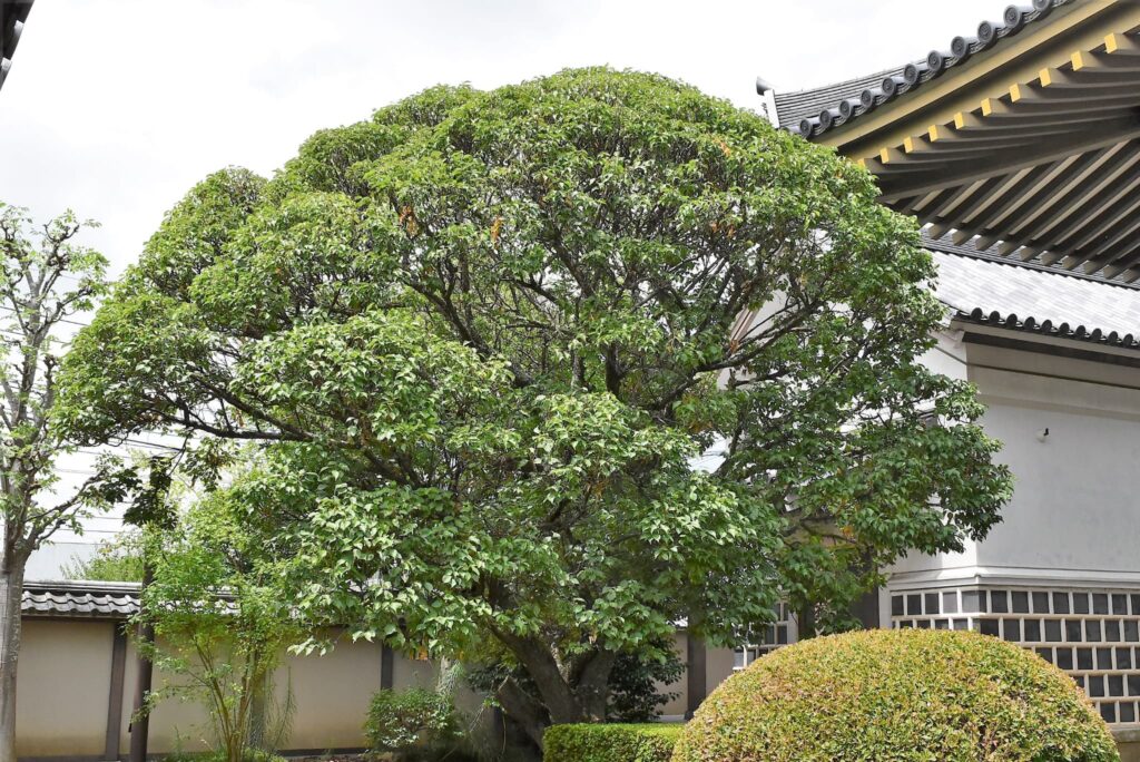 Japanese Plum-Prunus mume,tree shape