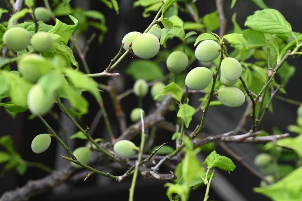 Japanese Plum-Prunus mume,Fruits