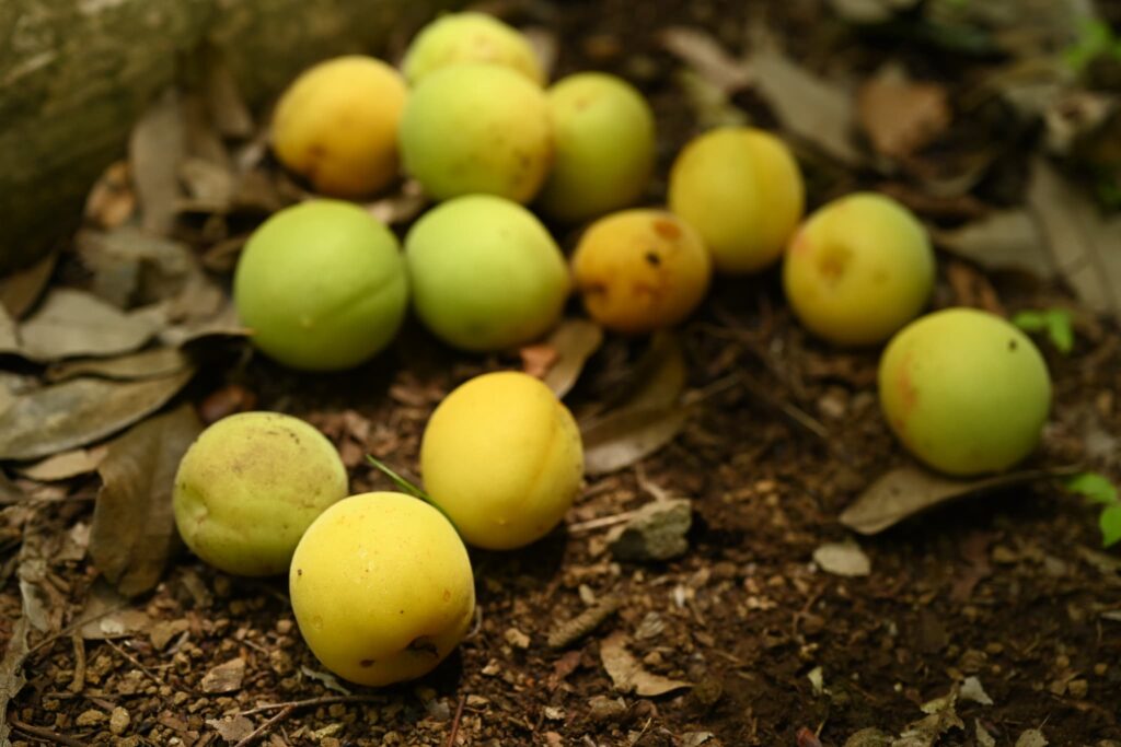 Japanese Plum-Prunus mume,fruits