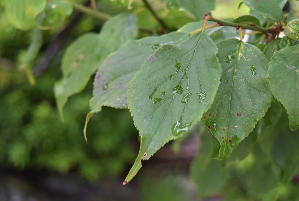 Japanese Plum-Prunus mume,leaf