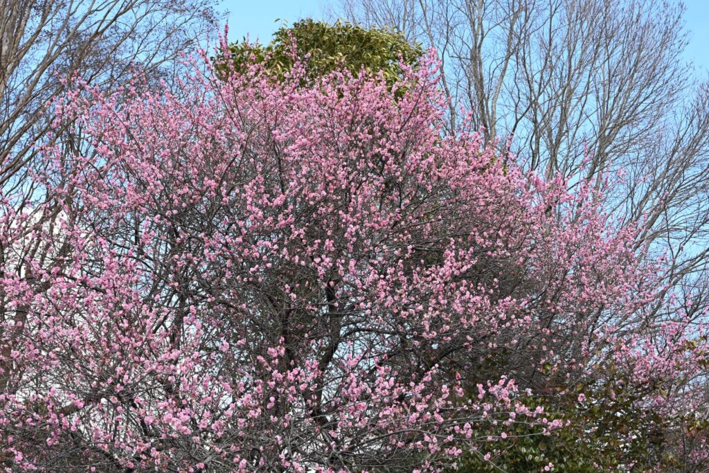 Japanese Plum-Prunus mume,Pink flower