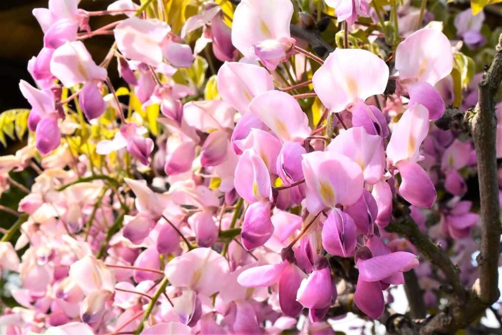 Japanese-Wisteria-Wisteria-floribunda