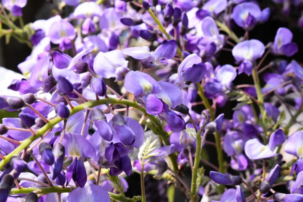 Japanese-Wisteria-Wisteria-floribunda