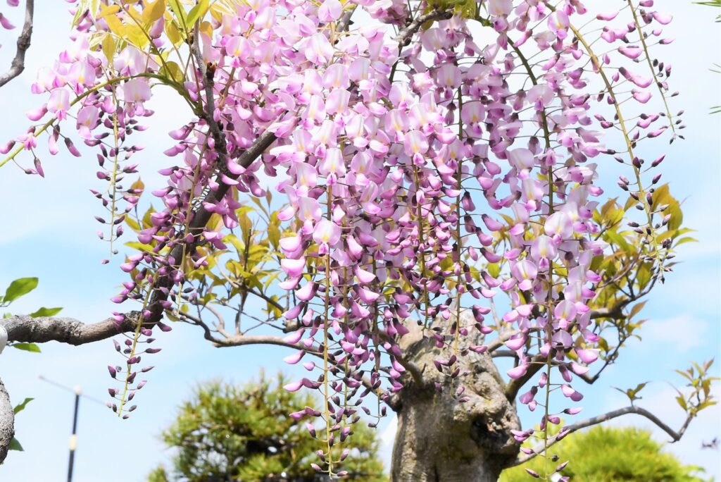 Japanese-Wisteria-Wisteria-floribunda