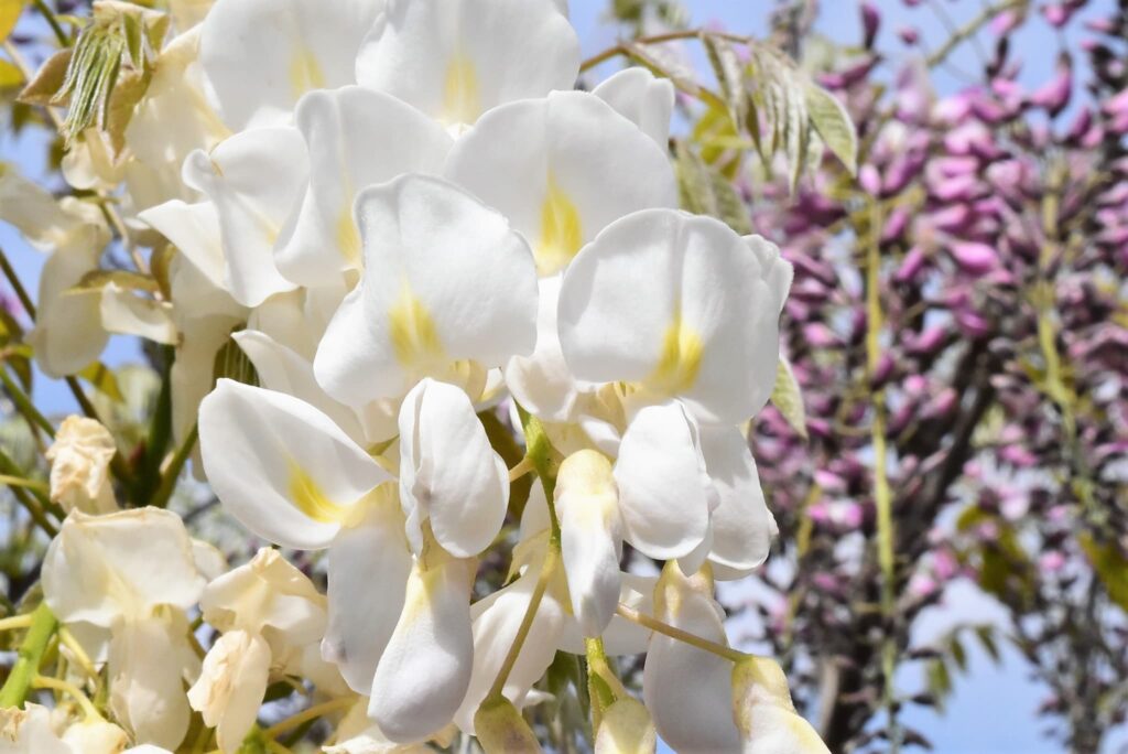 Japanese-Wisteria-Wisteria-floribunda