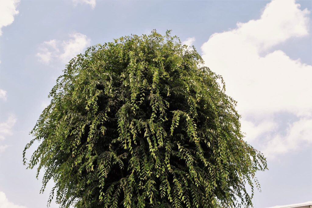 Japanese Zelkova, Zelkova serrata, Tree form, Bad pruning