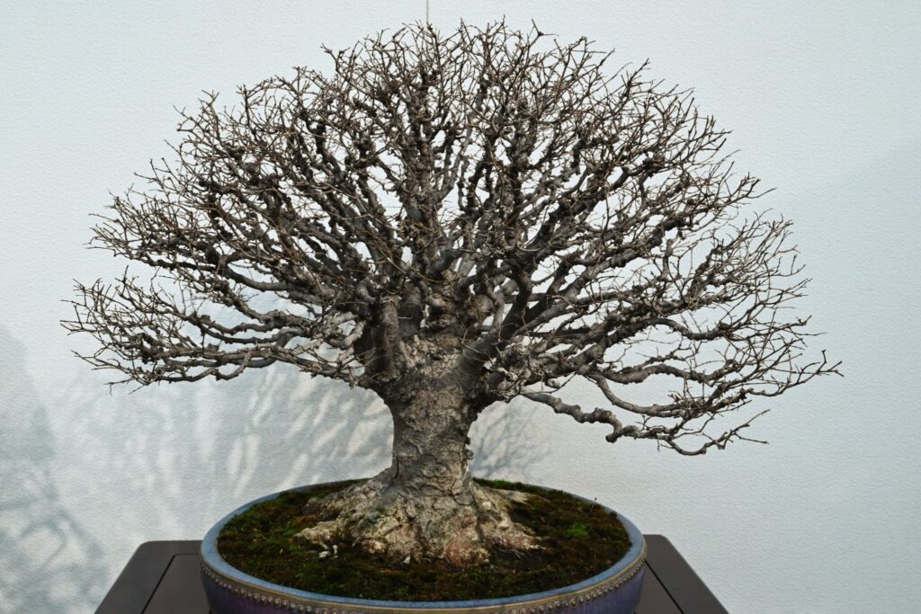 Bonsai, Japanese Zelkova, Zelkova serrata, Tree form