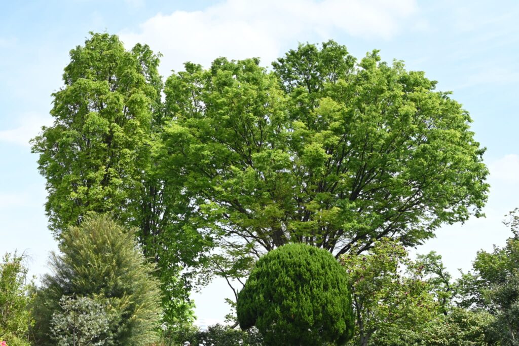 Japanese Zelkova, Zelkova serrata, Tree form, narrow type