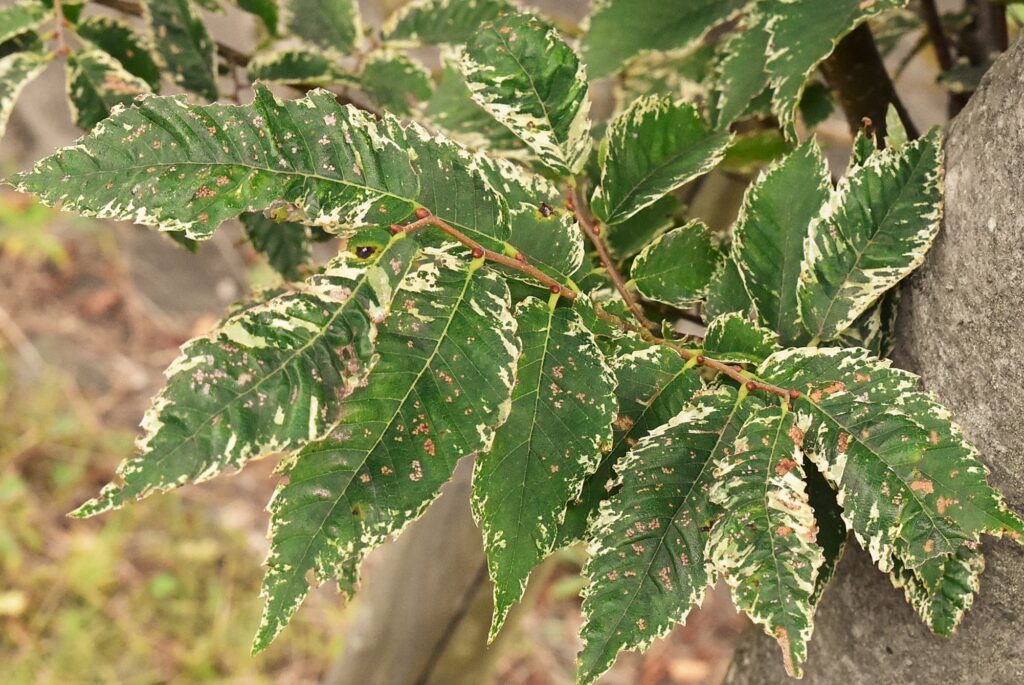 Cultivars, Japanese Zelkova, Zelkova serrata