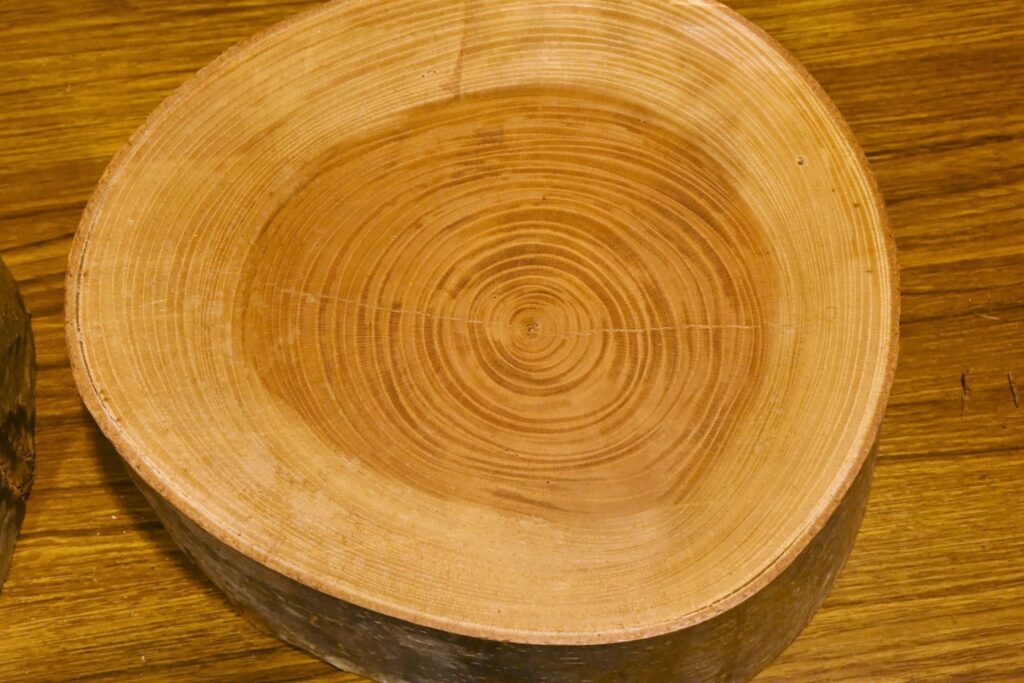 Japanese Zelkova, Zelkova serrata