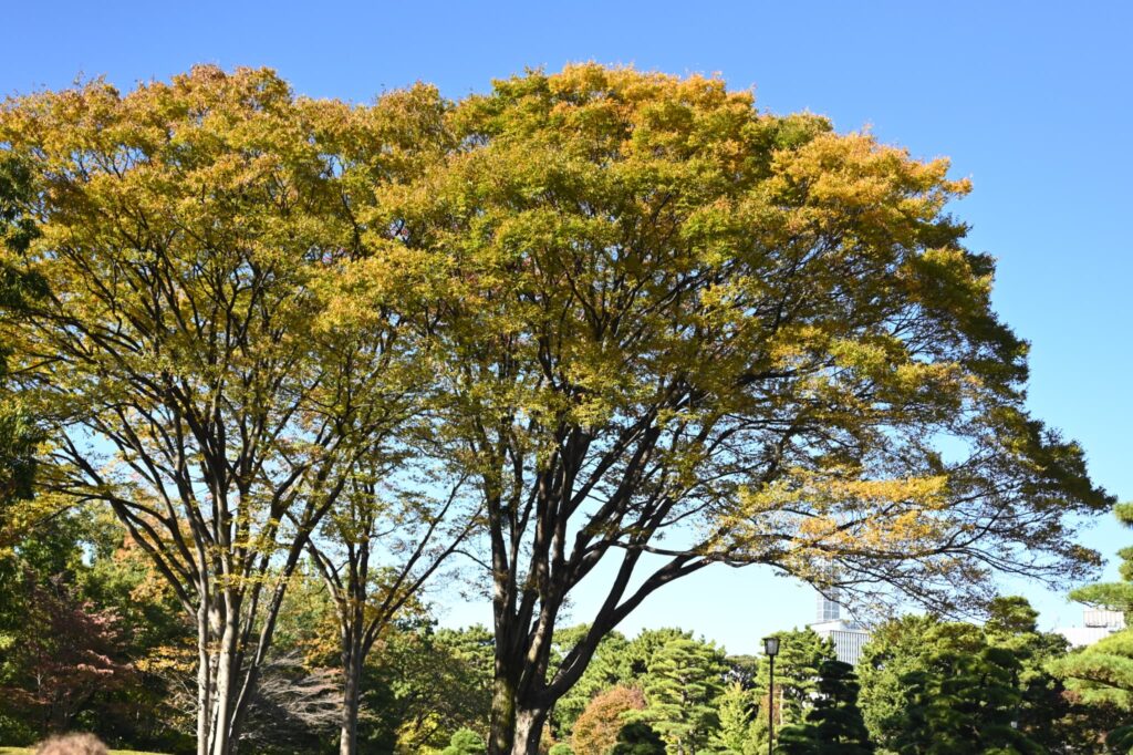 Japanese Zelkova, Zelkova serrata, Tree form, Autumn color