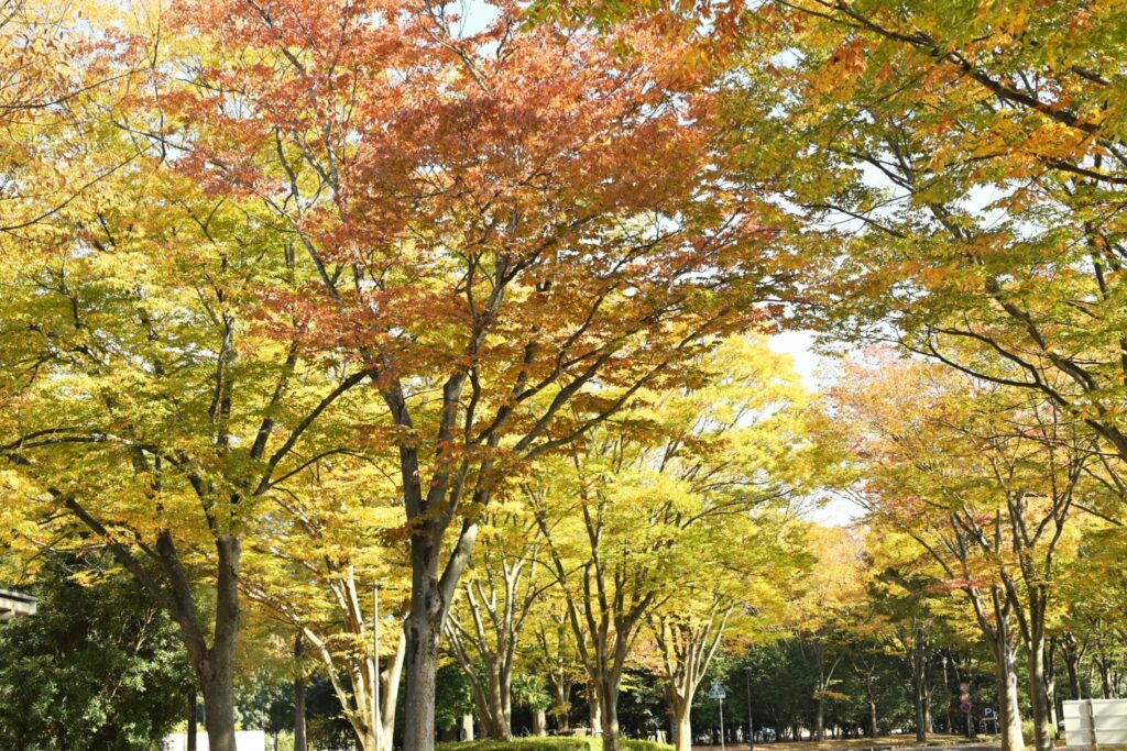 Japanese Zelkova, Zelkova serrata, Tree form, Autumn color