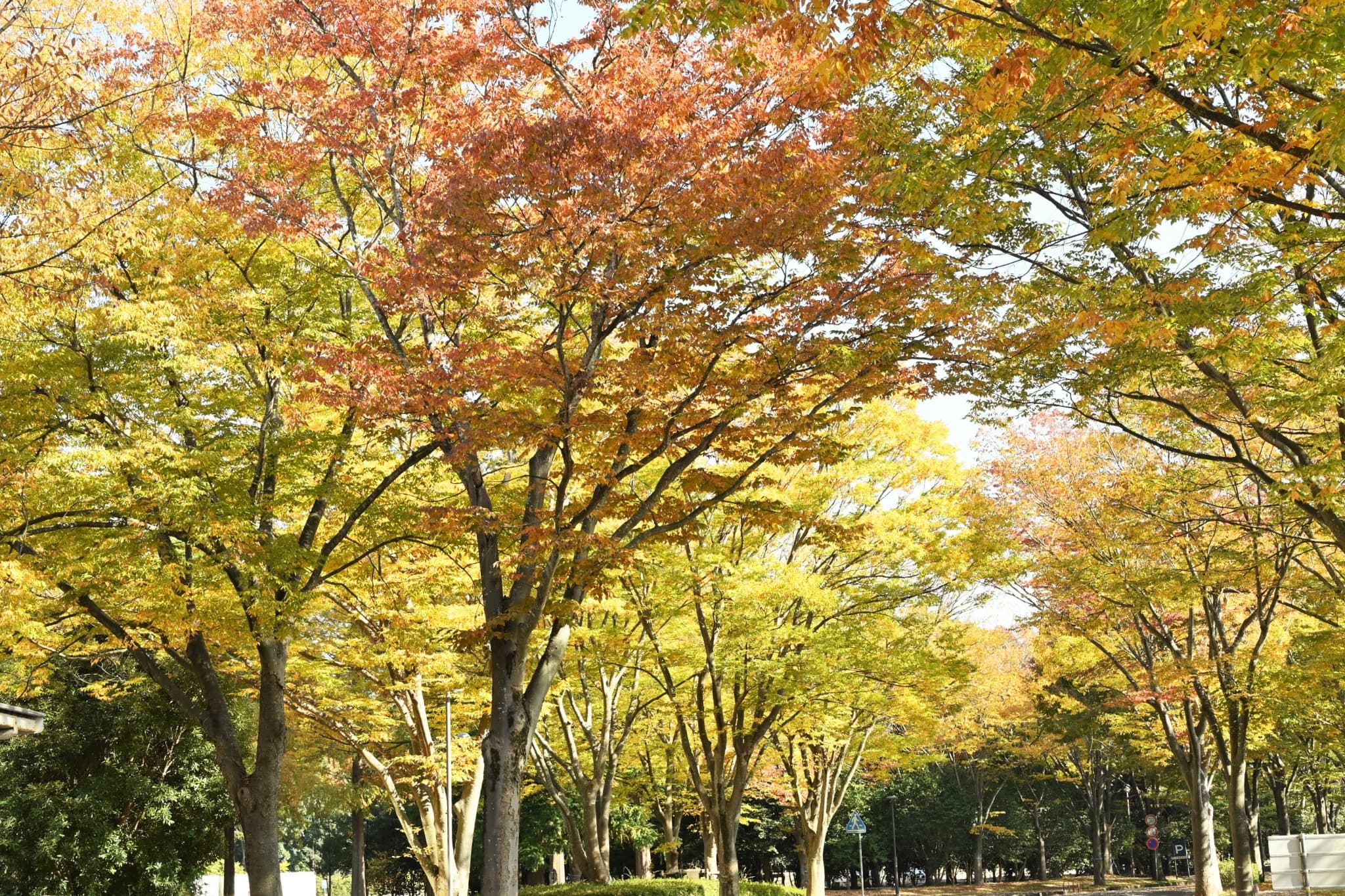 Japanese zelkova