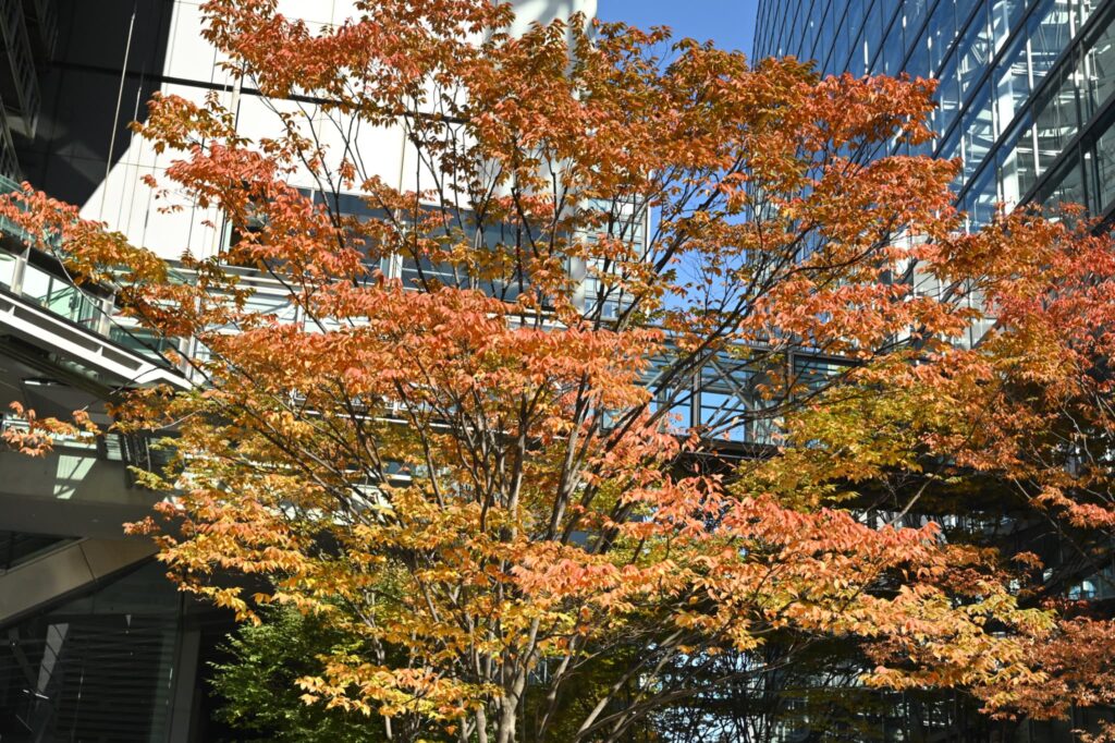 Japanese Zelkova, Zelkova serrata, Tree form, Autumn color