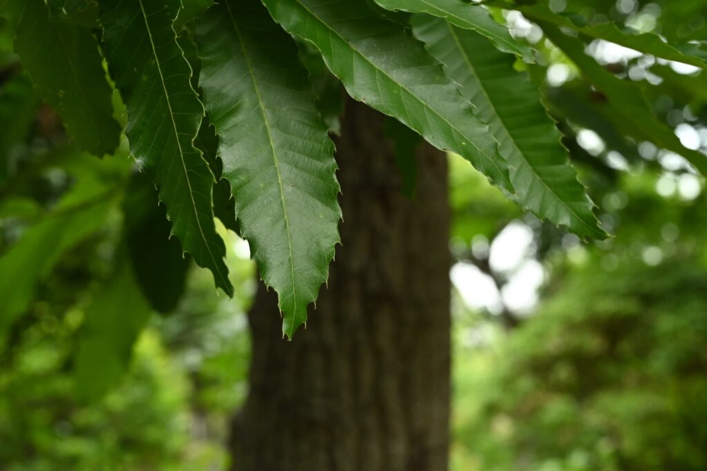 Konara Oak (Quercus serrata)